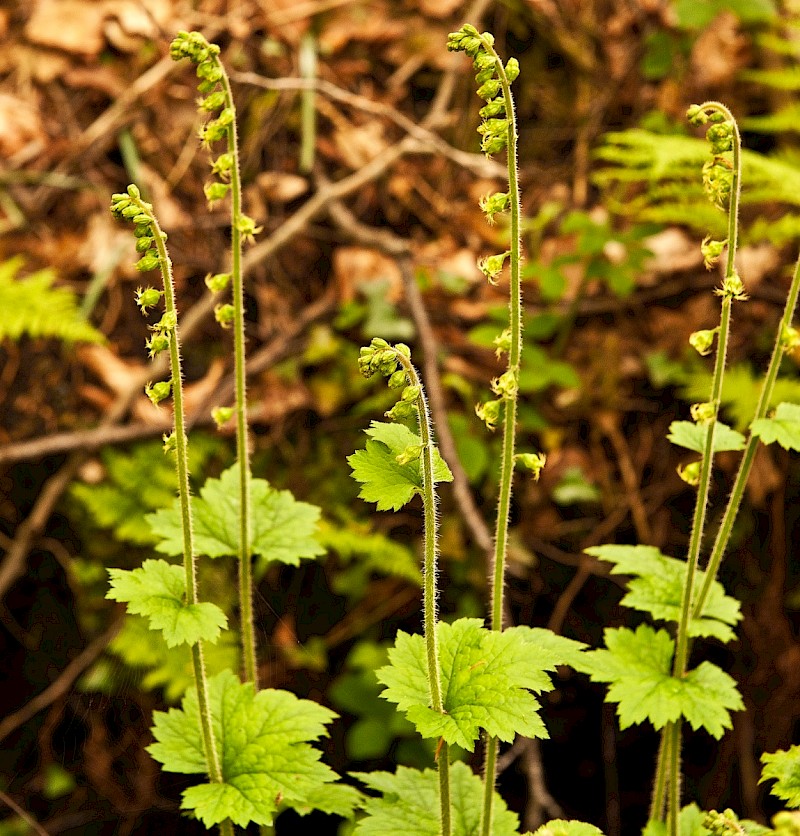 Tellima grandiflora - © Charles Hipkin