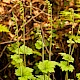 Tellima grandiflora