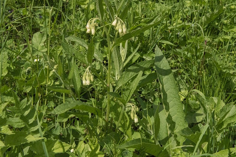Symphytum tuberosum - &copy; Charles Hipkin