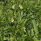 Symphytum tuberosum