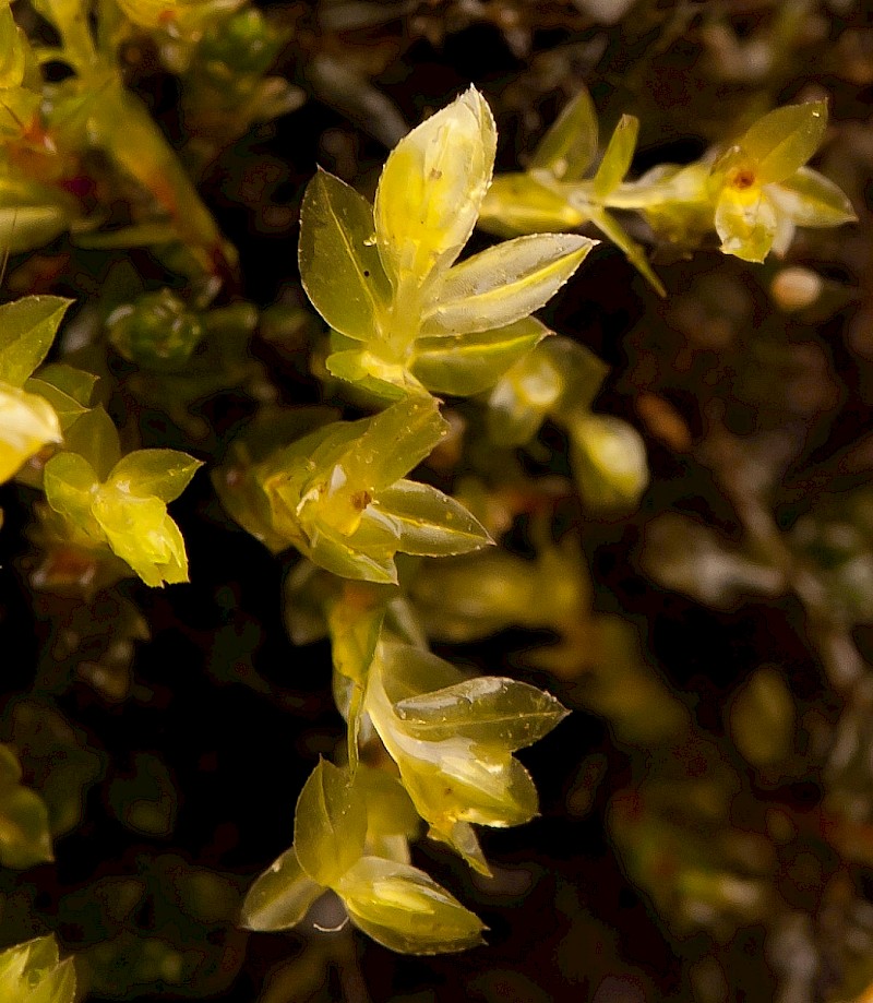 Mnium marginatum - &copy; Charles Hipkin