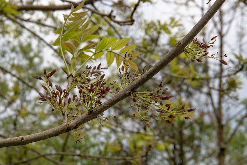 Fraxinus excelsior - &copy; Charles Hipkin