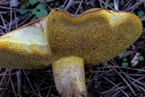 Suillus collinitus 