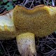 Suillus collinitus