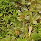 Funaria hygrometrica