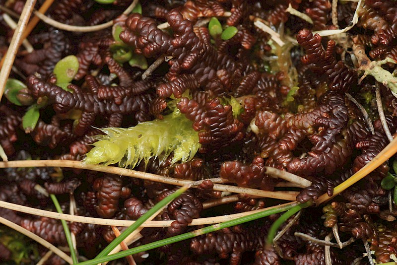 Frullania tamarisci - &copy; Barry Stewart