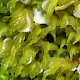 Plagiochila porelloides var. porelloides