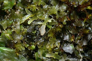 Riccardia chamedryfolia Jagged Germanderwort