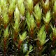 Bryum pseudotriquetrum