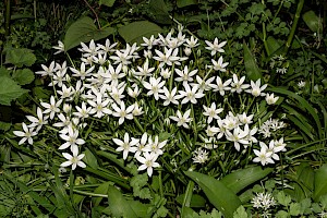 Ornithogalum umbellatum subsp. umbellatum Garden Star-of-Bethlehem
