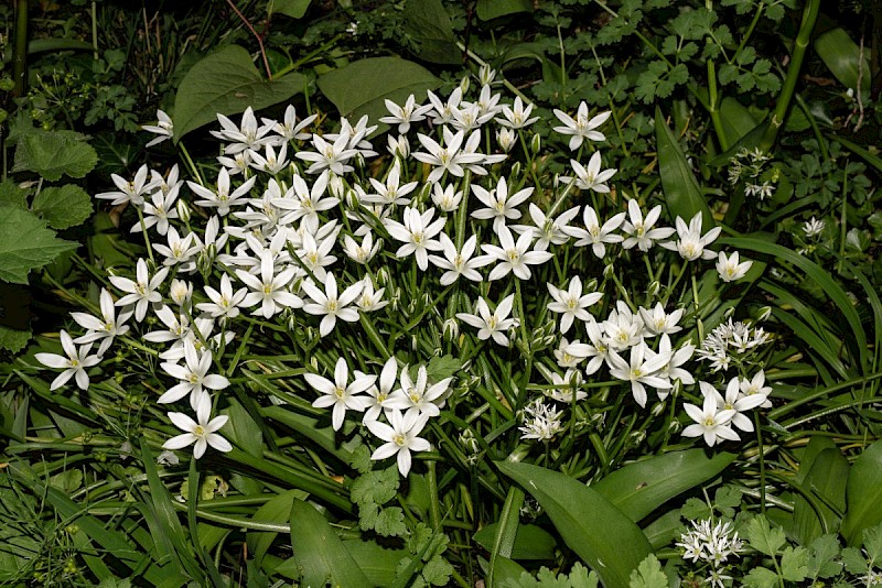Ornithogalum umbellatum subsp. umbellatum - &copy; Charles Hipkin