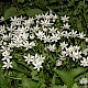Ornithogalum umbellatum subsp. umbellatum