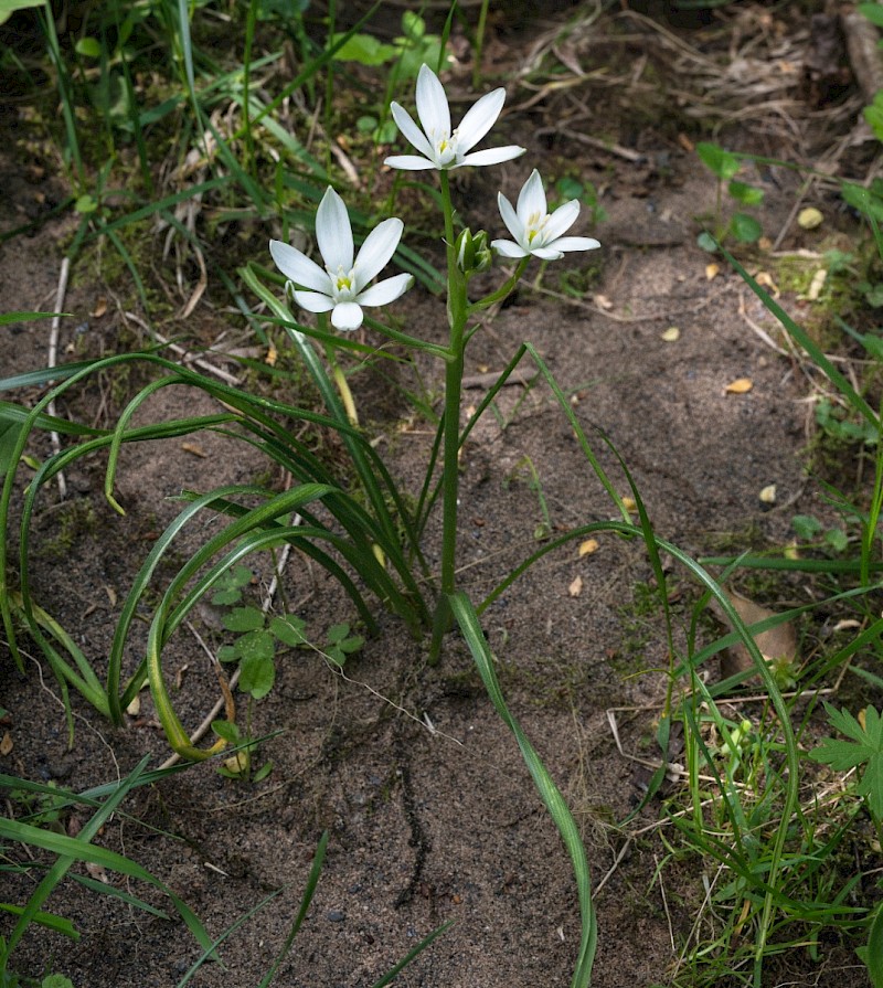 Ornithogalum umbellatum subsp. umbellatum - &copy; Charles Hipkin