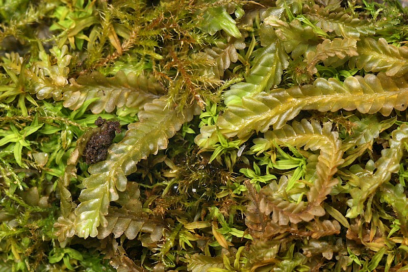 Saccogyna viticulosa - &copy; Barry Stewart