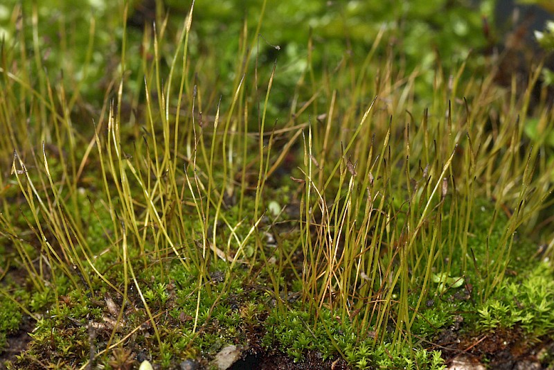 Streblotrichum convolutum var. convolutum - &copy; Barry Stewart