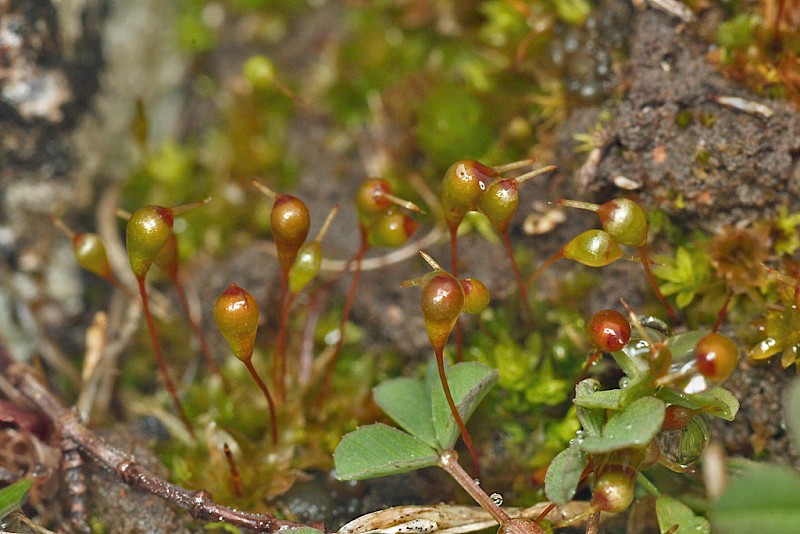 Entosthodon pulchellus - &copy; Barry Stewart