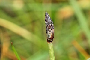 Eleocharis uniglumis Slender Spike-rush