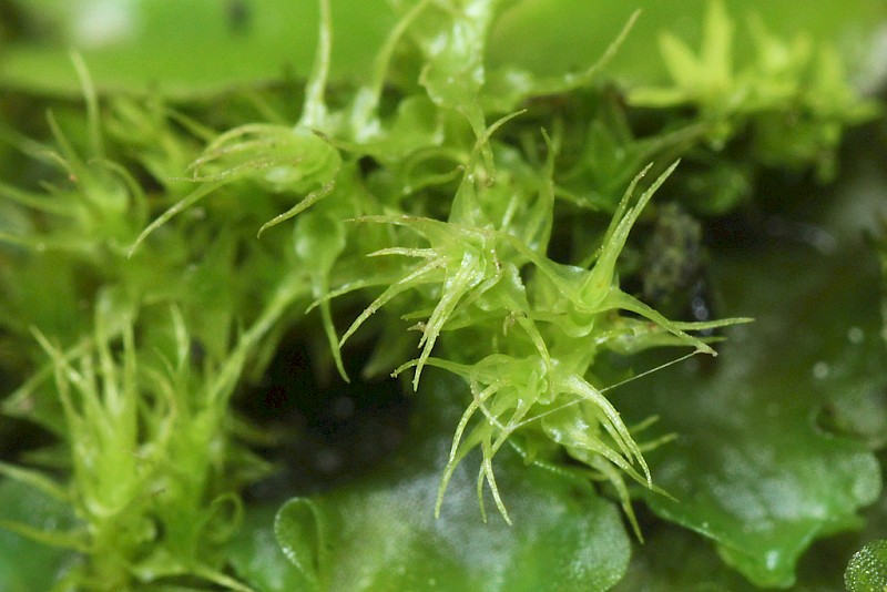 Dicranella schreberiana - &copy; Barry Stewart