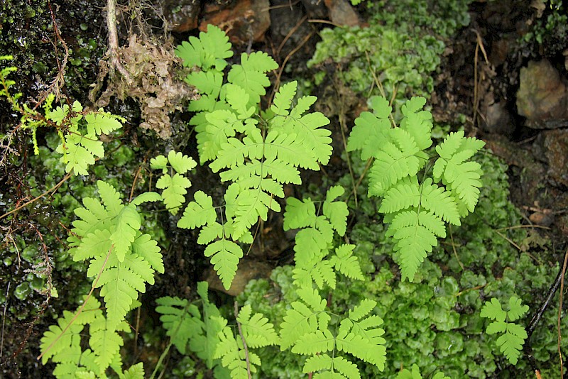 Gymnocarpium dryopteris - &copy; Barry Stewart