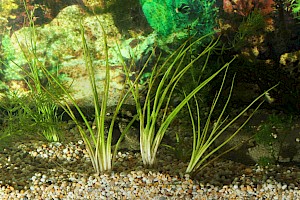 Isoetes echinospora Spring Quillwort