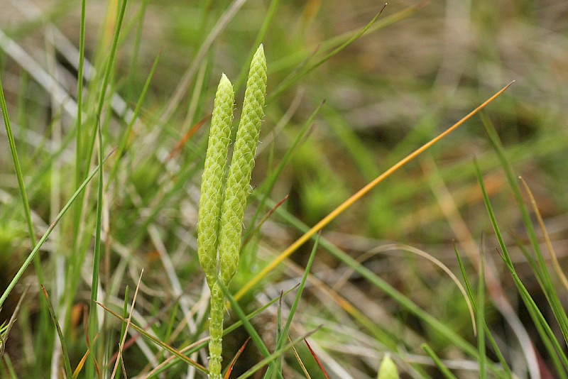 Lycopodium clavatum - © Barry Stewart