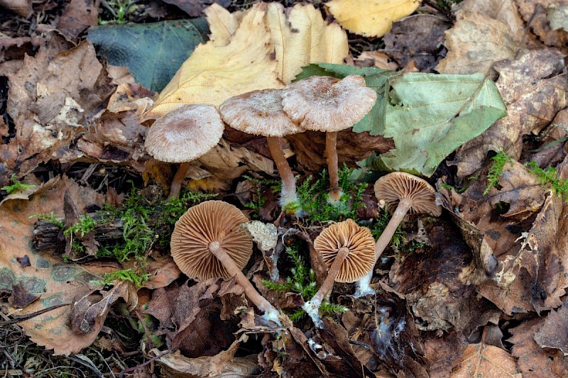 Tubaria furfuracea - © Charles Hipkin