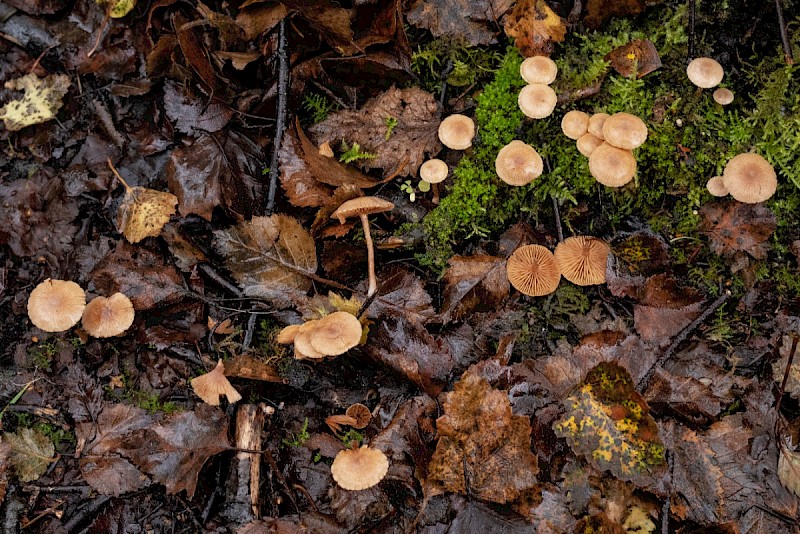 Tubaria furfuracea - &copy; Charles Hipkin