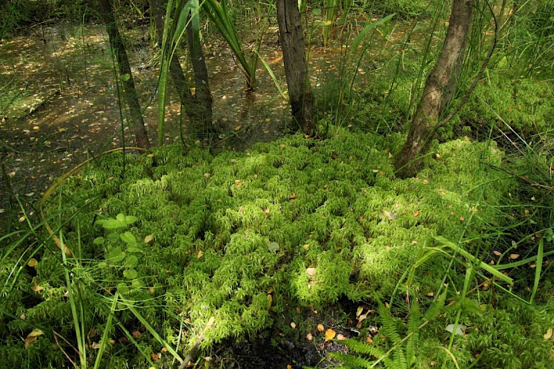 Sphagnum squarrosum - &copy; Barry Stewart