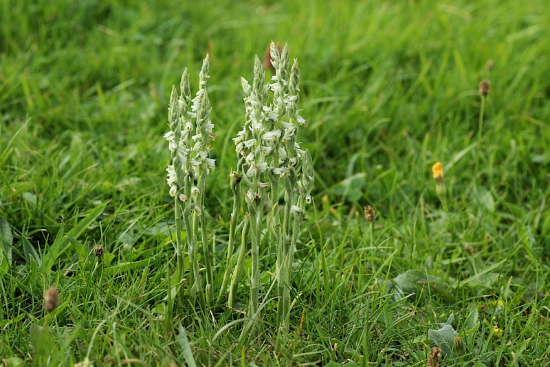 Spiranthes spiralis - © Barry Stewart