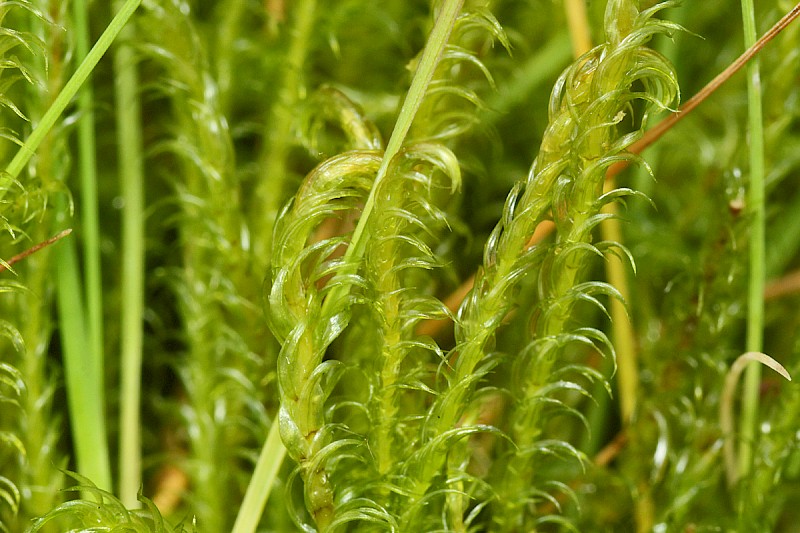 Sarmentypnum exannulatum - &copy; Barry Stewart