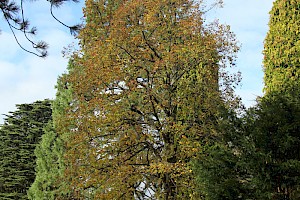 Tilia x europaea Lime