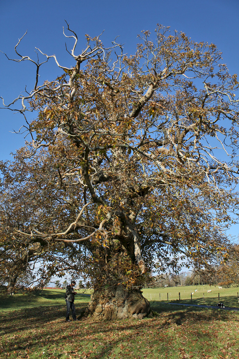 Castanea sativa - &copy; Barry Stewart