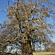 Castanea sativa