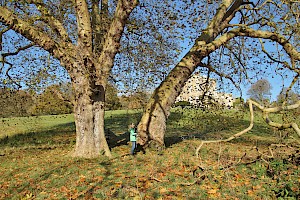 Platanus x hispanica London Plane (P. occidentalis x orientalis)