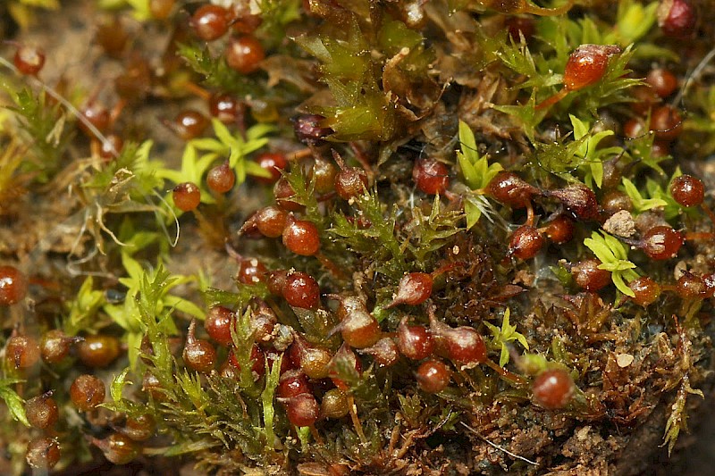Microbryum rectum - &copy; Barry Stewart