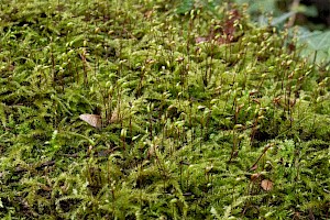 Brachytheciastrum velutinum Velvet Feather-moss