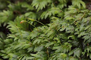 Fissidens bryoides var. caespitans Curnow's Pocket-moss