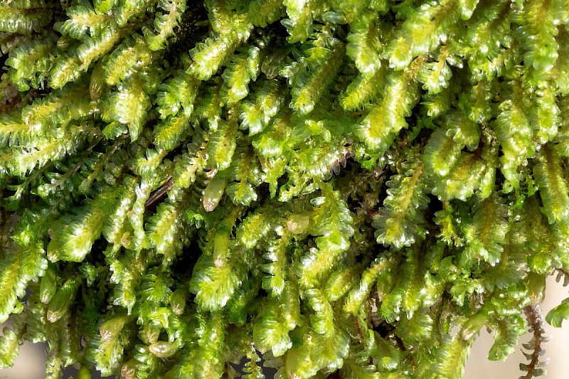 Diplophyllum albicans - &copy; Charles Hipkin