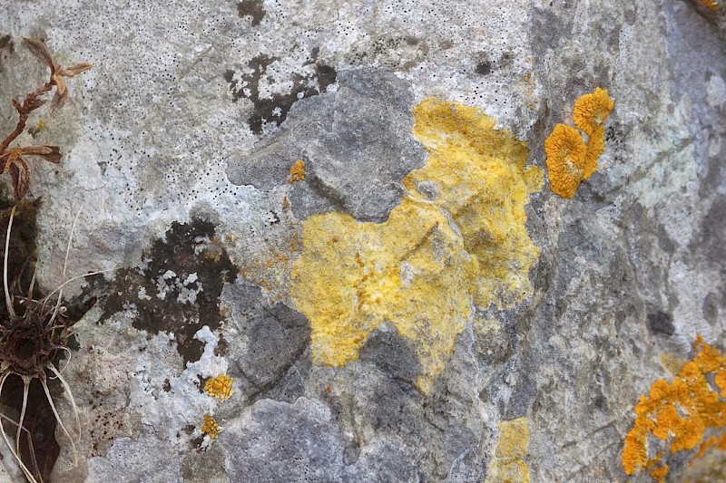 Caloplaca ochracea - &copy; Barry Stewart