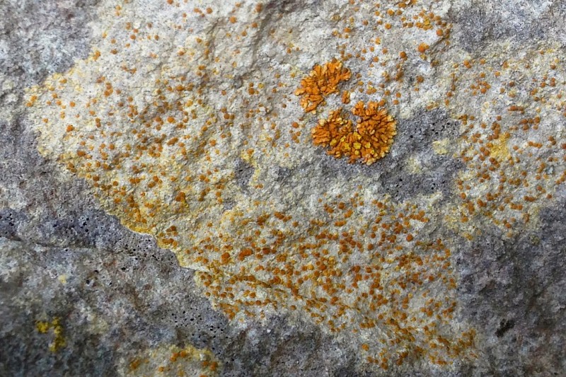 Caloplaca dalmatica - &copy; Barry Stewart