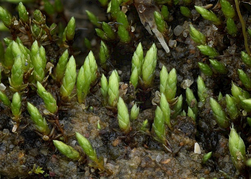 Bryum gemmiferum - &copy; Barry Stewart