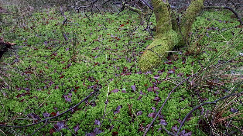 Sphagnum squarrosum - &copy; Barry Stewart