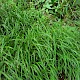 Melica uniflora
