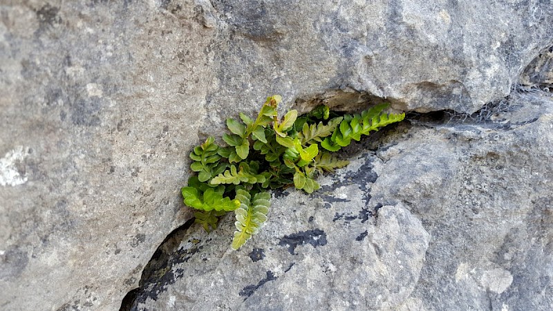 Asplenium marinum - © Barry Stewart