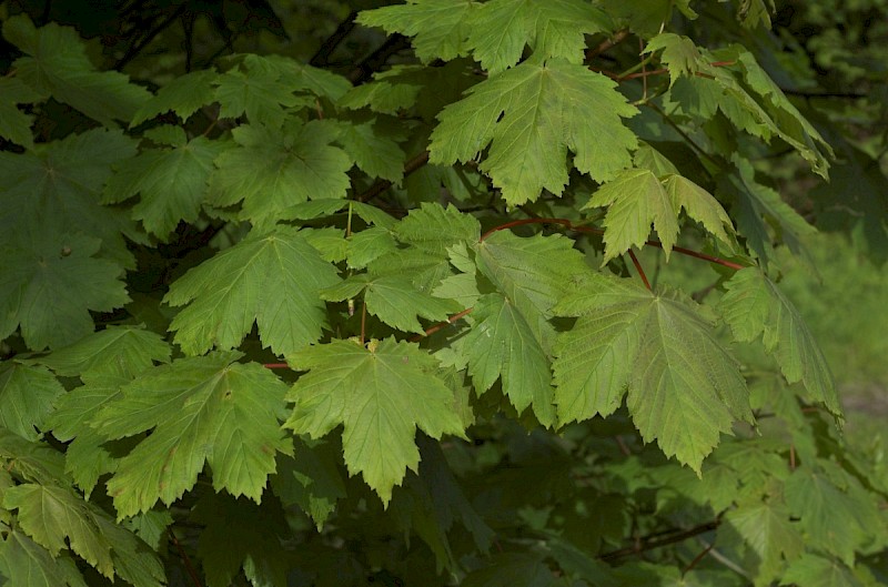 Acer pseudoplatanus - &copy; Charles Hipkin