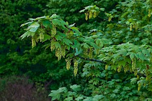 Acer pseudoplatanus Sycamore