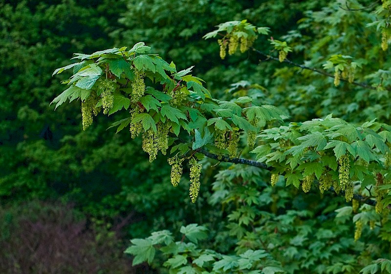 Acer pseudoplatanus - &copy; Charles Hipkin
