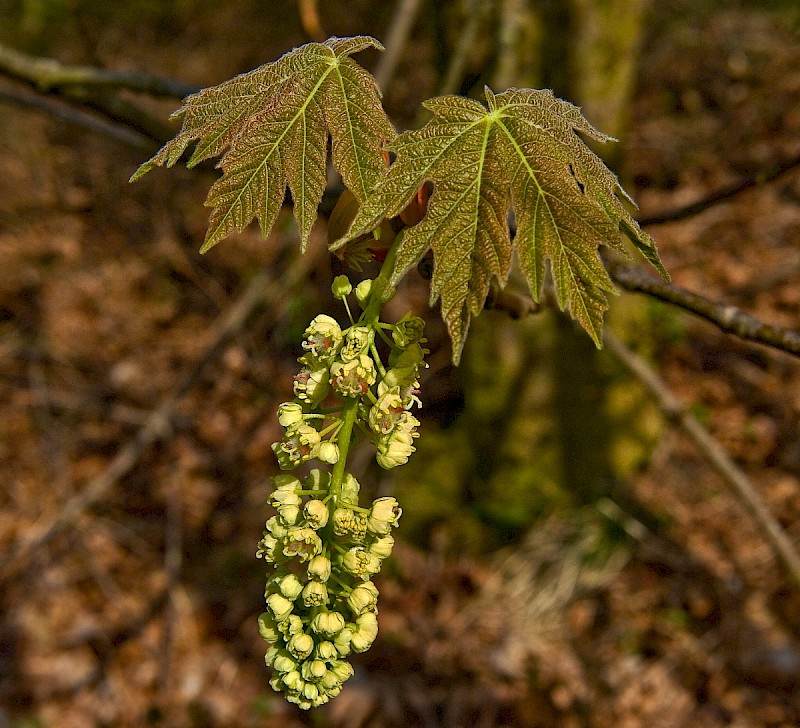 Acer pseudoplatanus - &copy; Charles Hipkin