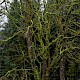 Acer pseudoplatanus