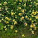 Anthyllis vulneraria